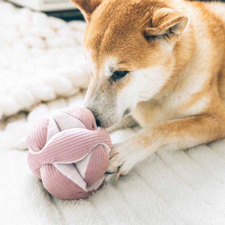 pet toys
