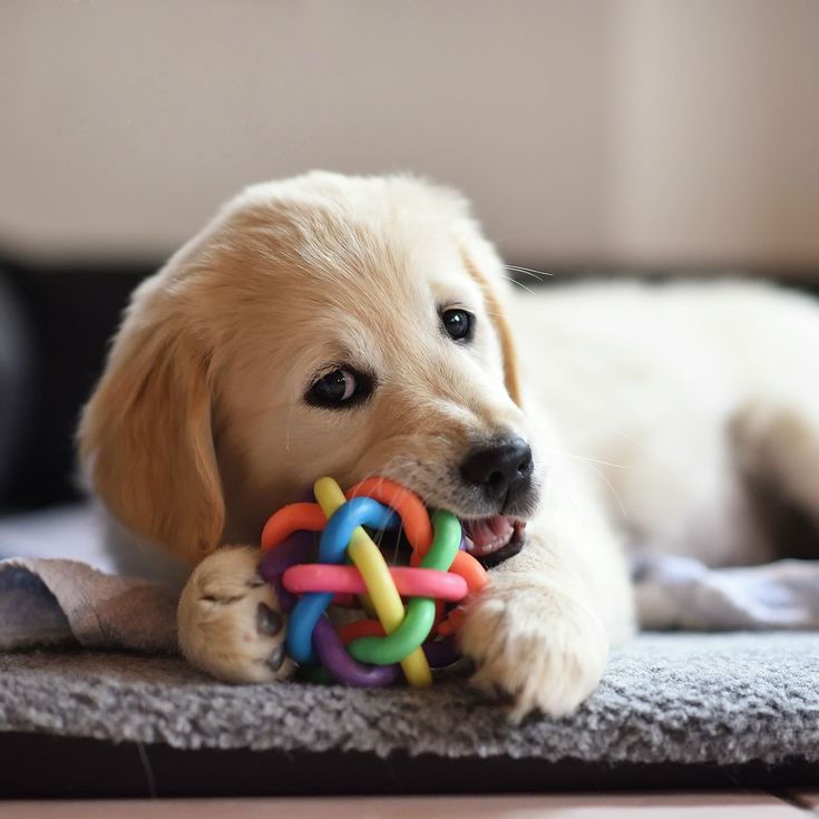 pet toys for small dogs