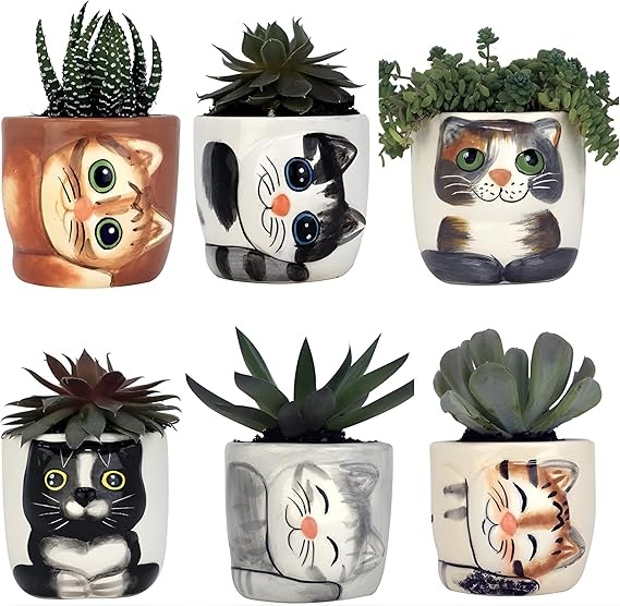 cat safe indoor plants