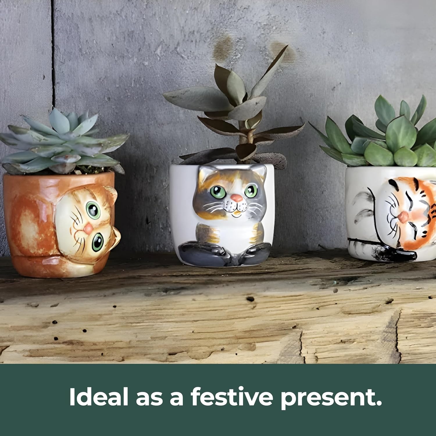 cat safe indoor plants