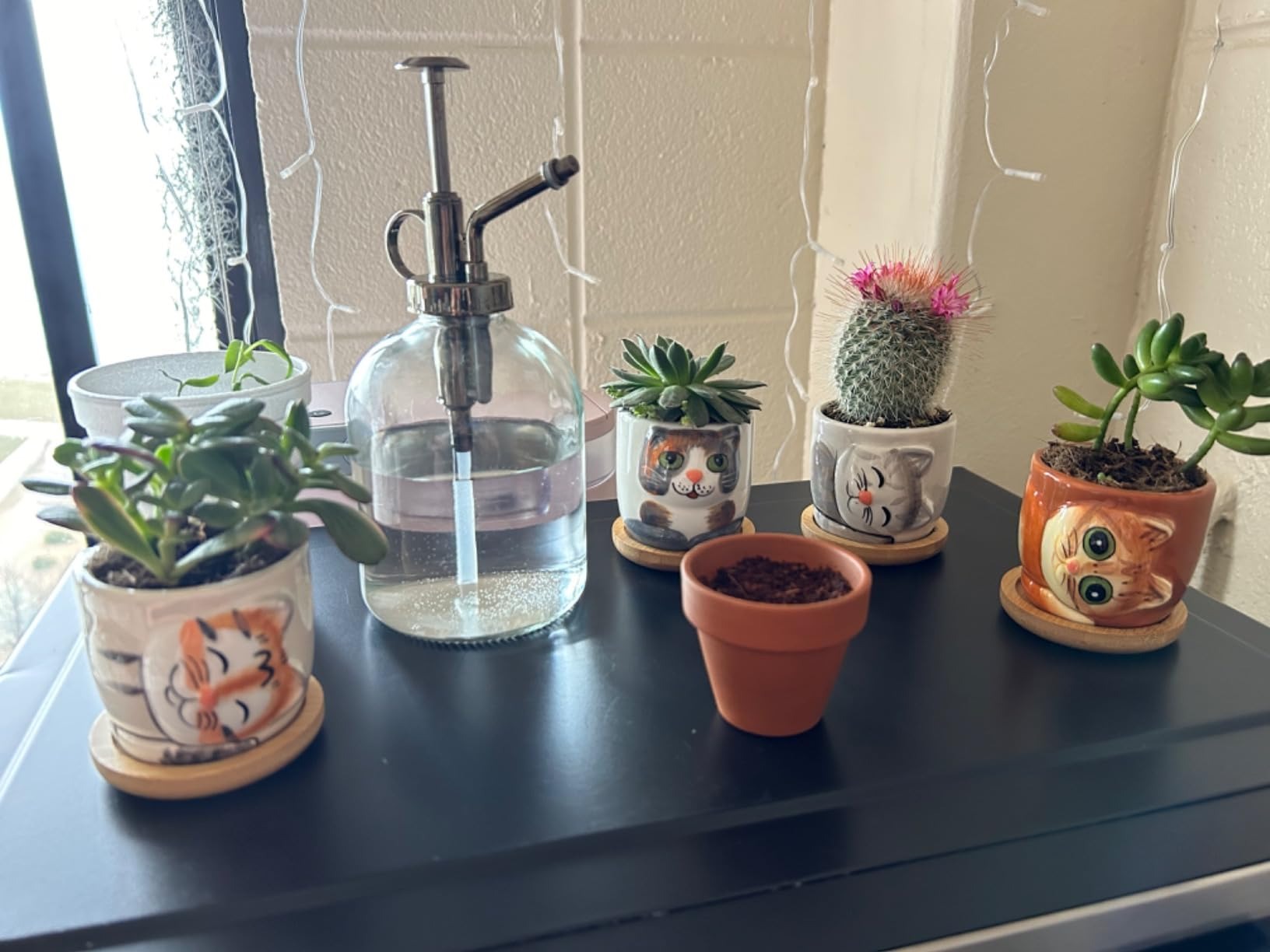 cat safe indoor plants