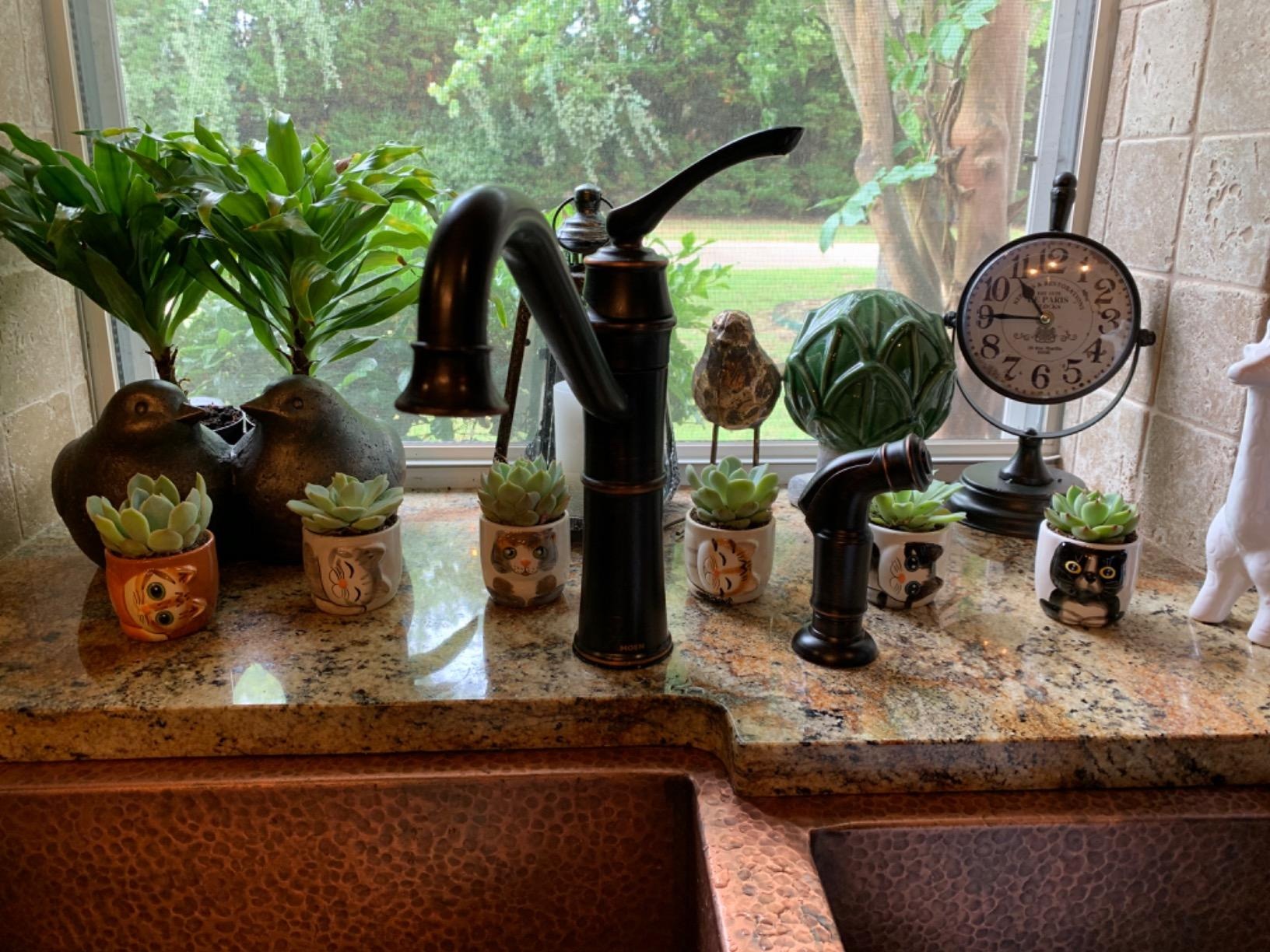 cat safe indoor plants